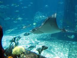 http://www.ultimatetaxi.com/vacation_photos/paradise_island_atlantis3.htm http://www.ultimatetaxi.com/vacation_photos/paradise_island_atlantis3.htm